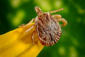 Kleszcze i bolerioza z Lyme