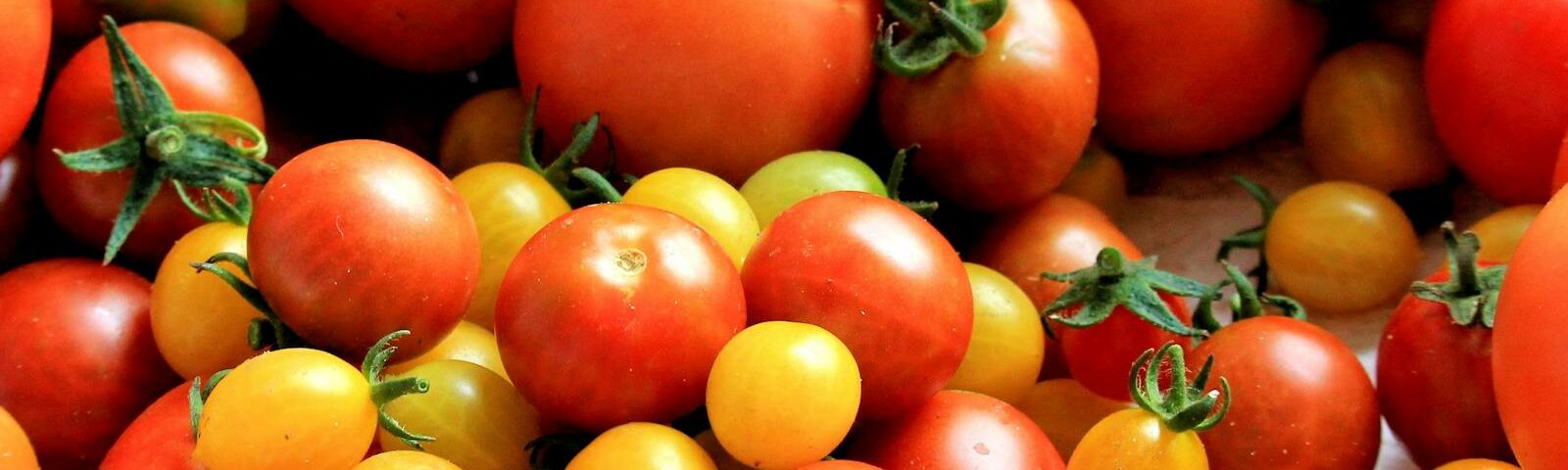 A colorful variety of fresh tomatoes showcasing red and yellow hues, perfect for culinary inspiration.