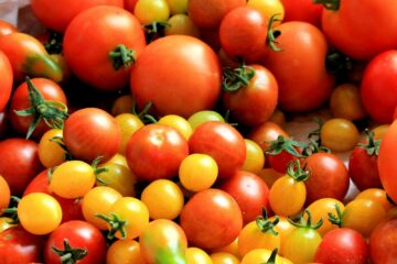 A colorful variety of fresh tomatoes showcasing red and yellow hues, perfect for culinary inspiration.