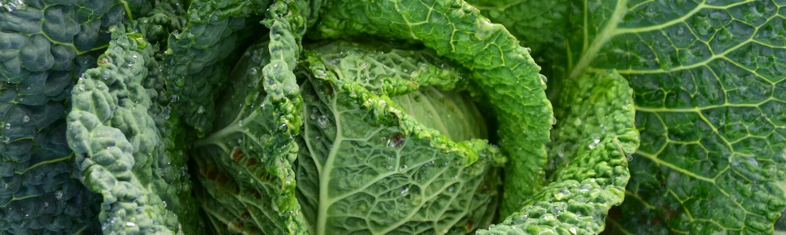 Detailed image of vibrant green cabbage with dew drops highlighting freshness and growth.