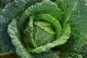 Detailed image of vibrant green cabbage with dew drops highlighting freshness and growth.