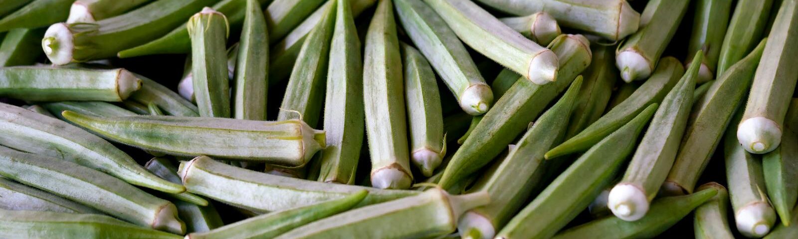 A close-up of fresh organic okra showcasing vibrant green color and natural texture.