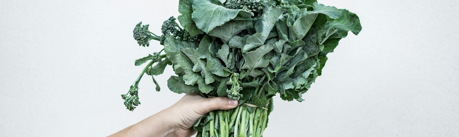 A hand holding fresh kale, showcasing its vibrant green leaves against a minimalist white background.