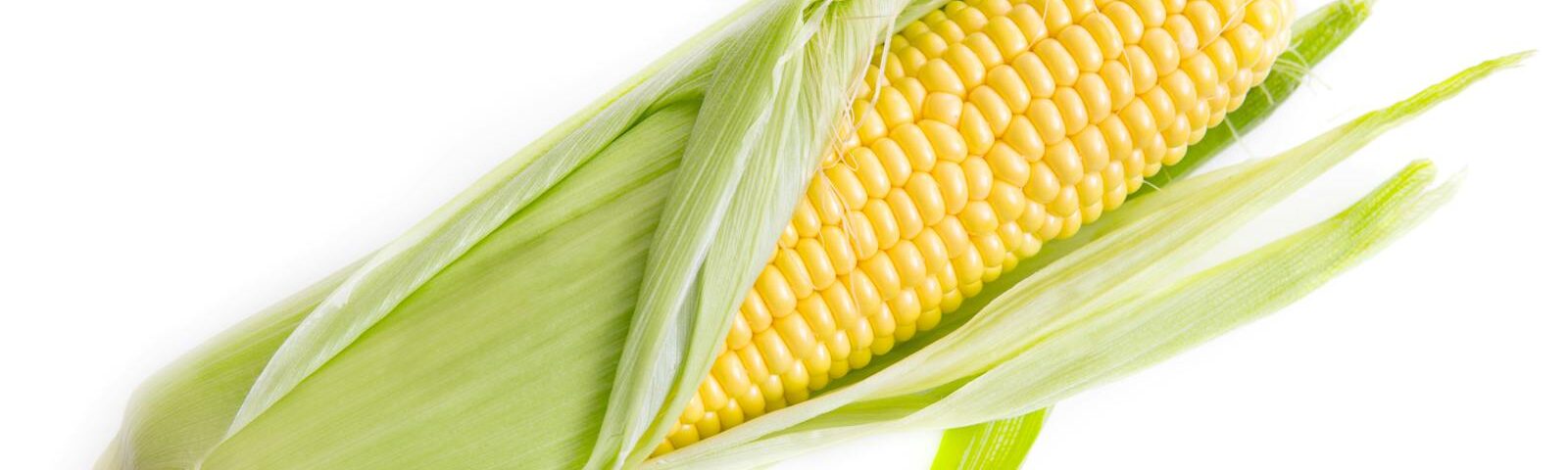 Close-up of a fresh yellow corn cob partially husked on a white background, ideal for food and organic themes.