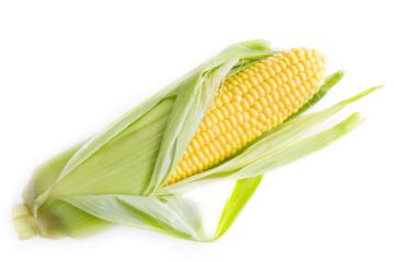 Close-up of a fresh yellow corn cob partially husked on a white background, ideal for food and organic themes.