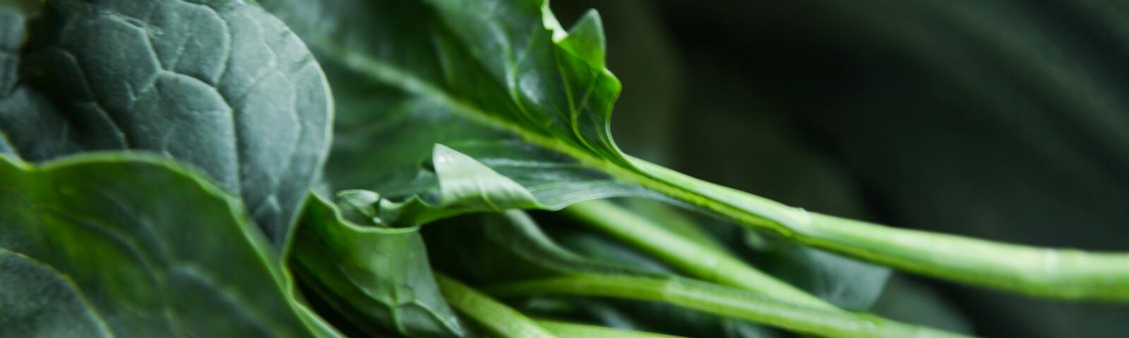 Vibrant close-up of fresh organic collard greens showcasing natural texture and color.